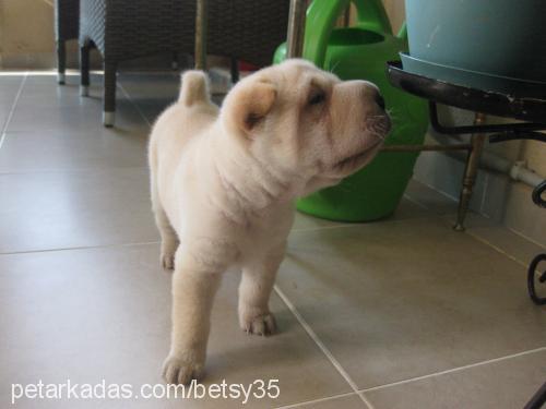 betsy Dişi Çin Shar-Pei