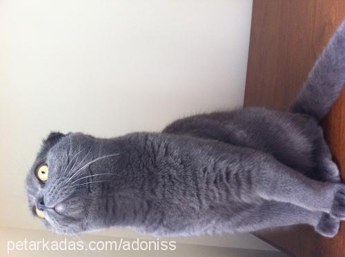 adonis Erkek Scottish Fold