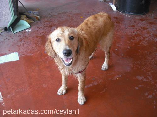 cooki Dişi Golden Retriever