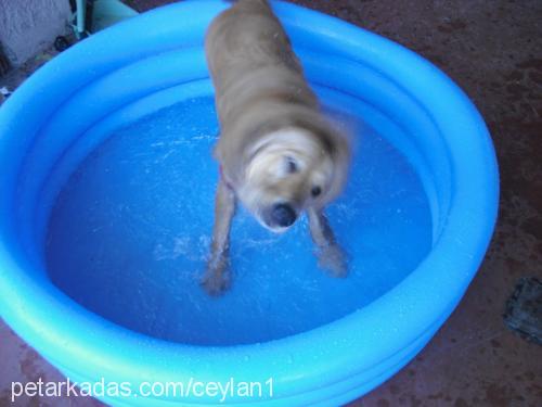 cooki Dişi Golden Retriever