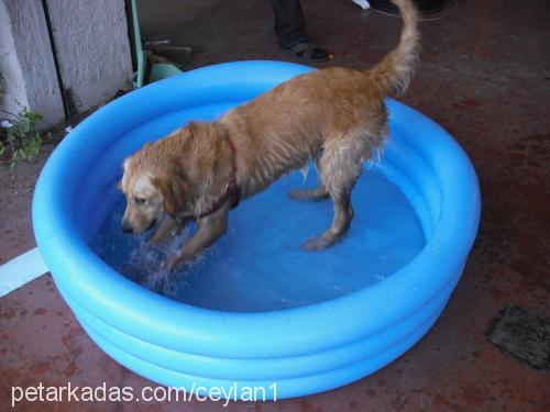 cooki Dişi Golden Retriever