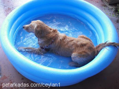 cooki Dişi Golden Retriever