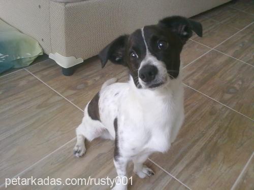 rusty Erkek Jack Russell Terrier