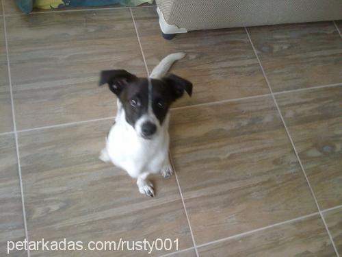 rusty Erkek Jack Russell Terrier