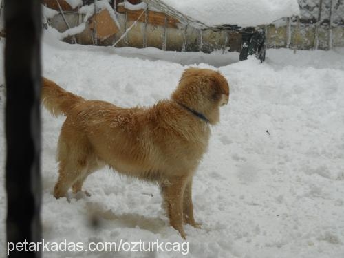 ares Erkek Golden Retriever