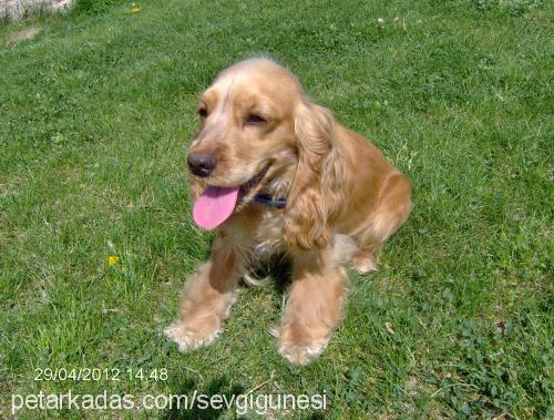 şirin Dişi İngiliz Cocker Spaniel