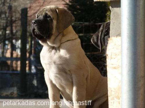 titán Erkek Mastiff