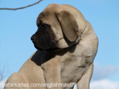 titán Erkek Mastiff