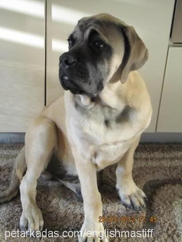 titán Erkek Mastiff