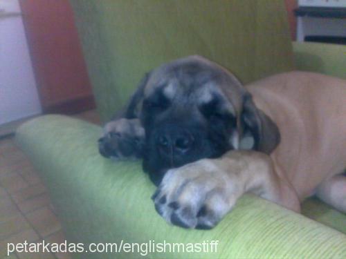 titán Erkek Mastiff