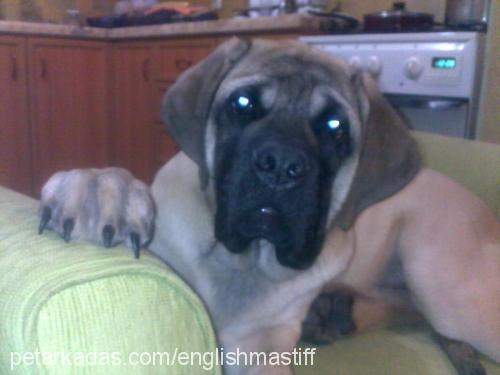 titán Erkek Mastiff