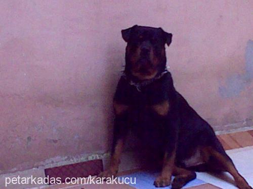 zeus Erkek Rottweiler