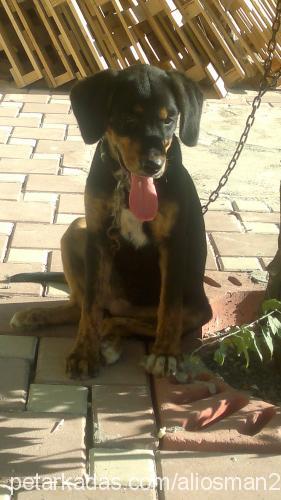 lady Dişi Rottweiler