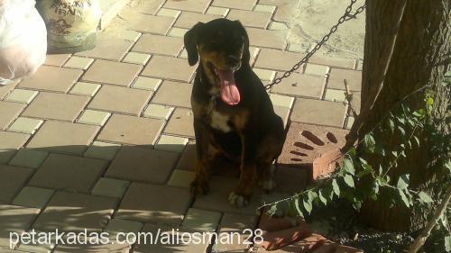 lady Dişi Rottweiler