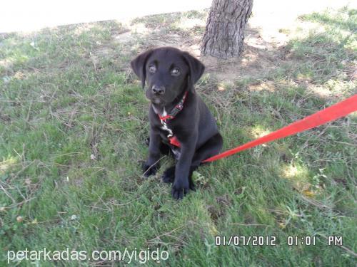 ares Erkek Labrador Retriever