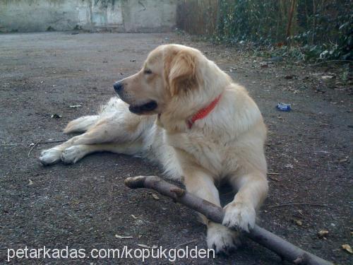 köpük Dişi Golden Retriever