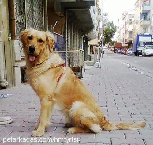 tarçın Erkek Golden Retriever