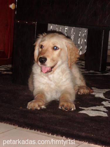 tarçın Erkek Golden Retriever