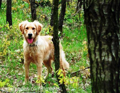 tarçın Erkek Golden Retriever