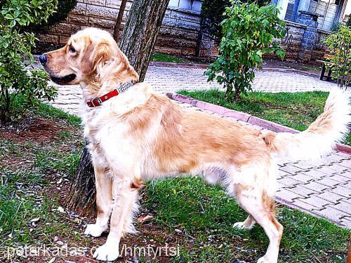 tarçın Erkek Golden Retriever