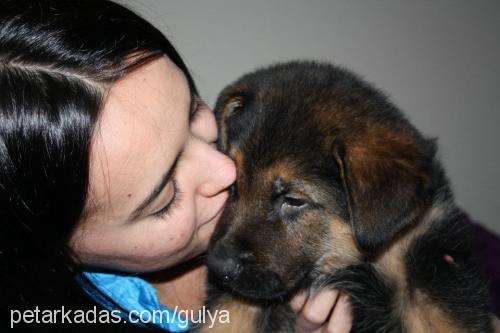 pasha Erkek Alman Çoban Köpeği