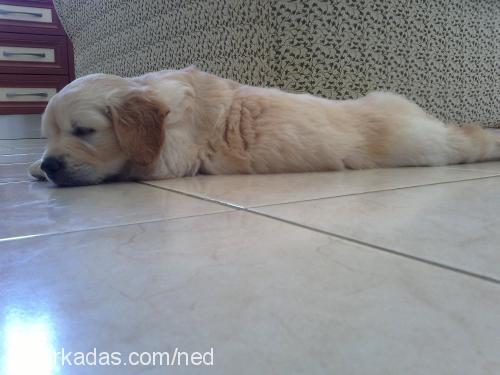 ned Erkek Golden Retriever