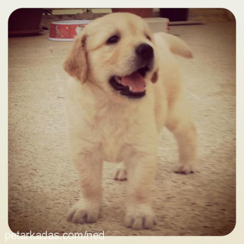 ned Erkek Golden Retriever