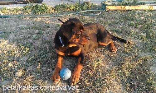 maya Dişi Rottweiler