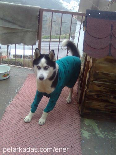 maya Dişi Sibirya Kurdu (Husky)