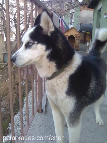 maya Dişi Sibirya Kurdu (Husky)