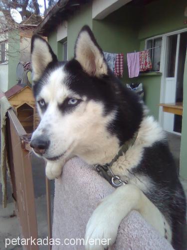 maya Dişi Sibirya Kurdu (Husky)