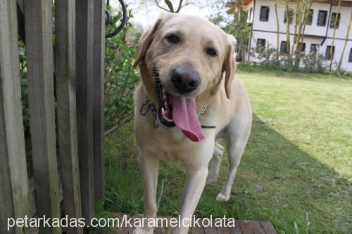 karamel Erkek Labrador Retriever