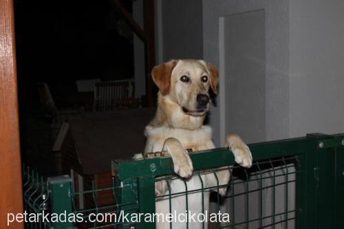 karamel Erkek Labrador Retriever