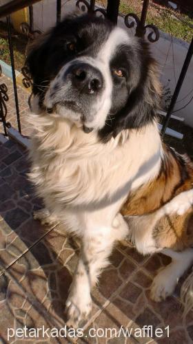 waffle Erkek St. Bernard (Saint Bernard)