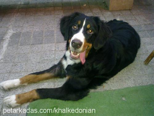 karaca Erkek Bernese Dağ Köpeği