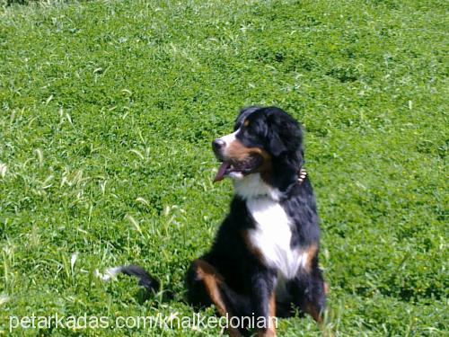 karaca Erkek Bernese Dağ Köpeği