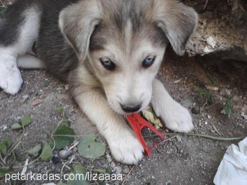 liza Dişi Sibirya Kurdu (Husky)