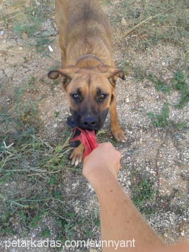 sunny Dişi Boxer