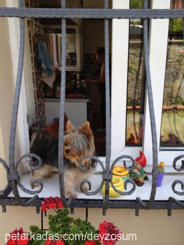 daisy Dişi Yorkshire Terrier