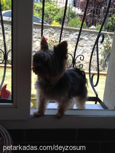 daisy Dişi Yorkshire Terrier