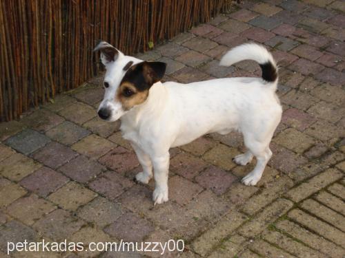 maylo Erkek Jack Russell Terrier