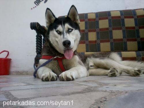 Şeytan Erkek Sibirya Kurdu (Husky)