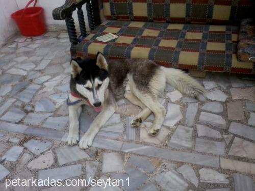 Şeytan Erkek Sibirya Kurdu (Husky)