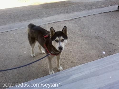 Şeytan Erkek Sibirya Kurdu (Husky)