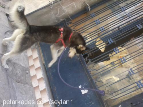 Şeytan Erkek Sibirya Kurdu (Husky)