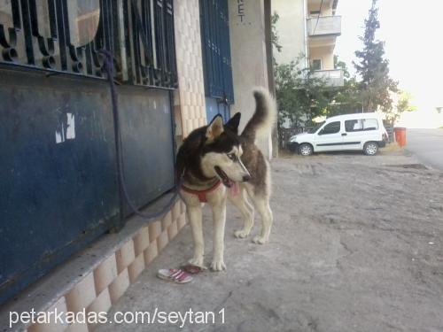 Şeytan Erkek Sibirya Kurdu (Husky)