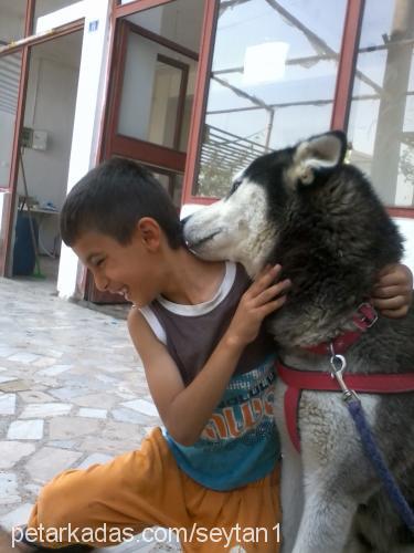 Şeytan Erkek Sibirya Kurdu (Husky)