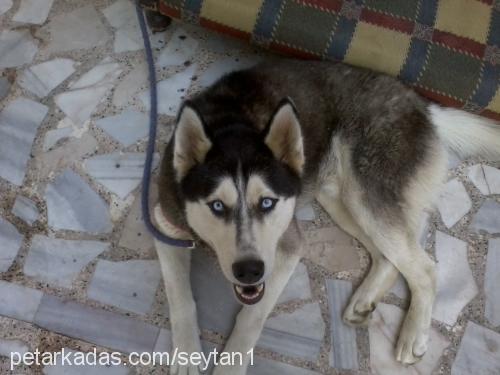 Şeytan Erkek Sibirya Kurdu (Husky)