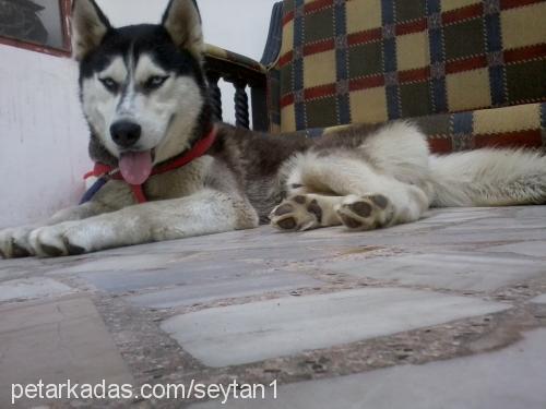 Şeytan Erkek Sibirya Kurdu (Husky)