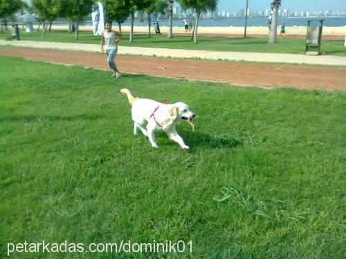 dominik Erkek Golden Retriever